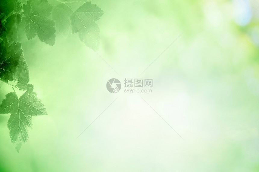 春天散景的雾中的树叶图片