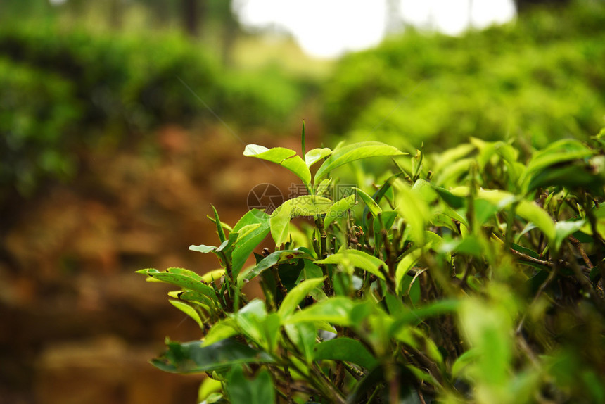 茶叶种植田斯里兰图片