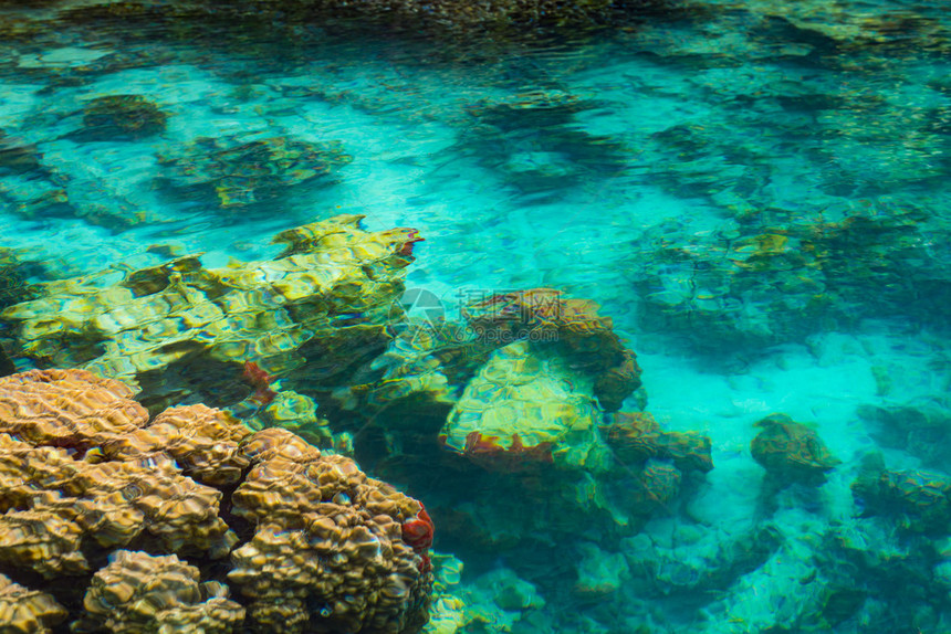 浅珊瑚礁发现的马林格泻湖华丽的绿松石透明水印度尼西亚苏拉威西岛Togian或Togean群岛未图片