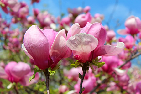 玉兰树在春天开花图片