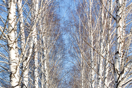 反对蓝天的桦树分支背景图片