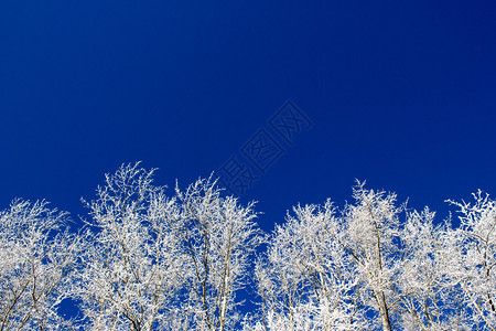 雪下的树枝图片