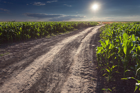 开在一条空的泥土路上穿过玉米图片