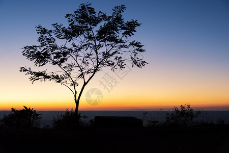 夕阳下的树木剪影图片