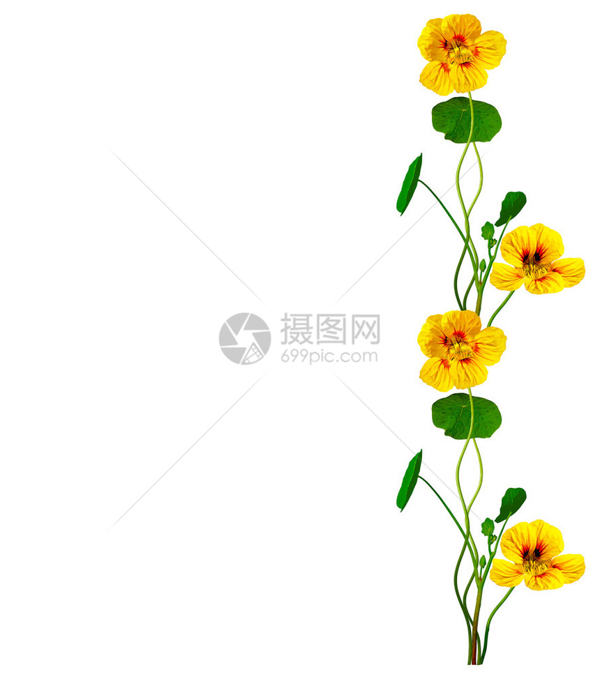在白色背景上分离出的金莲花精致的花金莲花图片