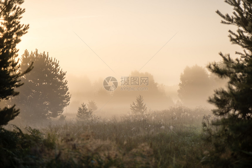 夏日阳光照耀的草图片