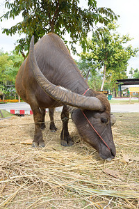 农场里的泰国水牛图片