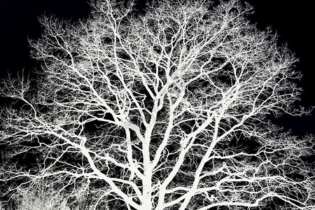 多枝的木橡树照片的艺术处理黑色背景背景