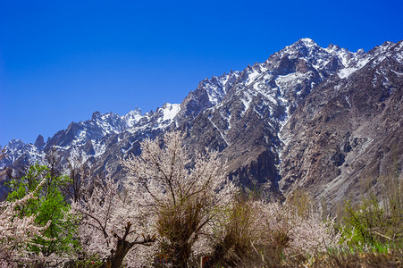 巴基斯坦北部地区秋季Shispare山峰美丽的景观图片