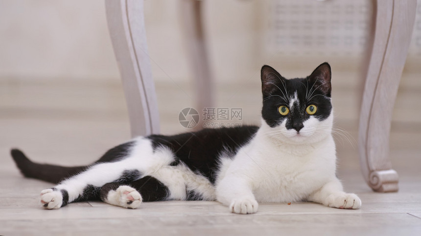 黑白相间的家猫躺在地板上图片