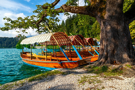 斯洛文尼亚欧洲Bled湖边的Pletn图片