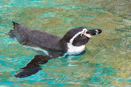 动物园里可爱的企鹅图片
