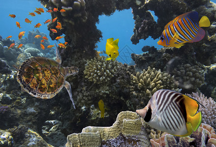 有许多鱼类和海龟的多彩珊瑚图片
