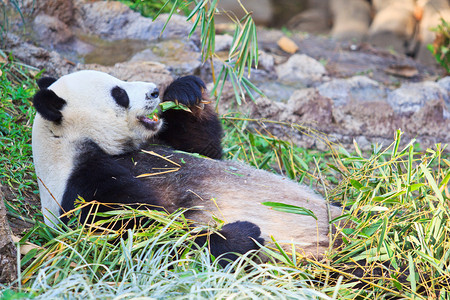 动物园里的熊猫野生动物图片