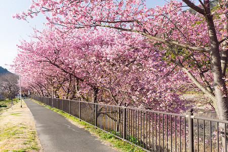 河津市公园樱花盛开图片
