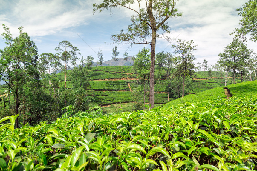 在斯里兰卡种植锡兰茶图片