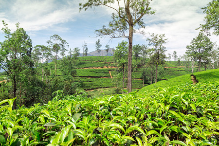 在斯里兰卡种植锡兰茶图片