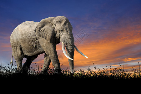 大象在日落的天空背景之下图片