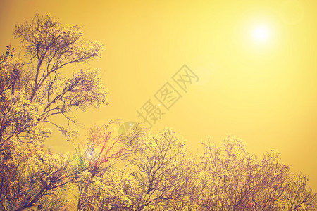 在日落天空的树枝和太阳光下图片