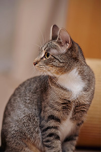 白色脖子的条纹猫的肖像图片