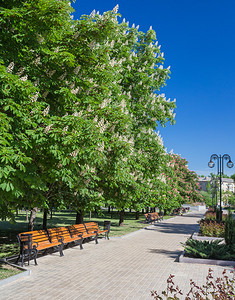 公园里的板凳栗树下图片