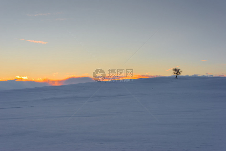 日落时在雪地草原上的一棵白树图片