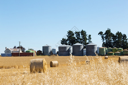 新西兰夏季日小麦田的收割员图片