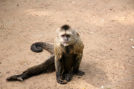 猴子生活在以色列特拉维夫的背景图片
