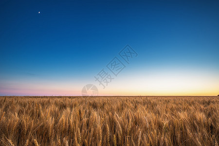 金色的麦田和夕阳下的蓝天图片