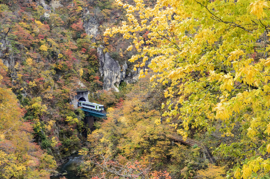 日本秋季鸣子峡谷秋叶图片