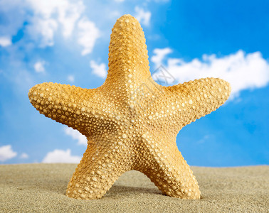 海星在沙滩上背面图片
