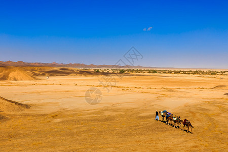 伯人带领骆驼穿背景图片