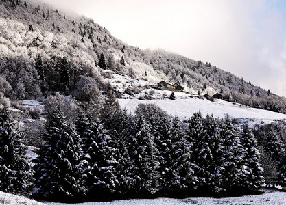 山景与被雪淹没的杉松背景图片