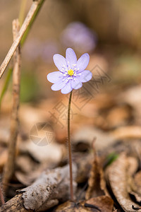 生长在森林里的第一朵春天的花图片