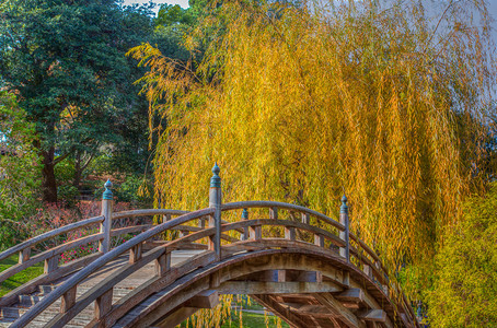 秋天的柳树前景弯曲的小桥图片