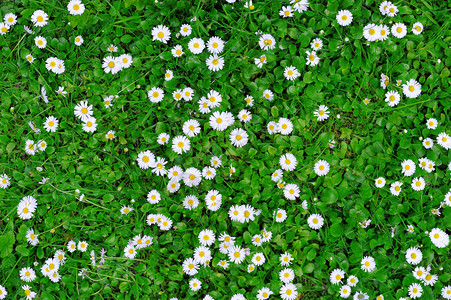 与白色小花的春天绿草纹理图片