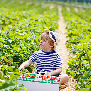 有趣的小男孩在有机采摘草莓农场采摘和吃草莓收获领域儿童健康食品园图片