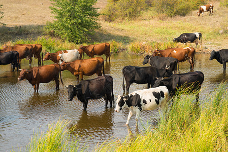 一群牛到河里喝水图片