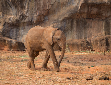 非洲大象Loxodontaafricana图片
