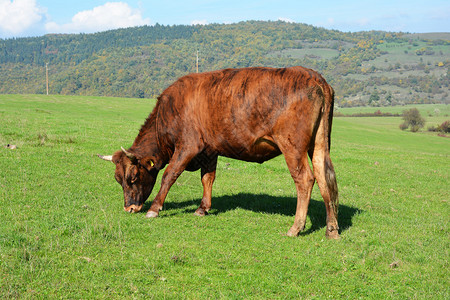 吃草在绿色草甸的母牛图片