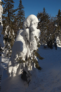 站在雪地里的树太阳照亮了树木和雪白雪皑的山顶上的白雪皑的森林白山图片