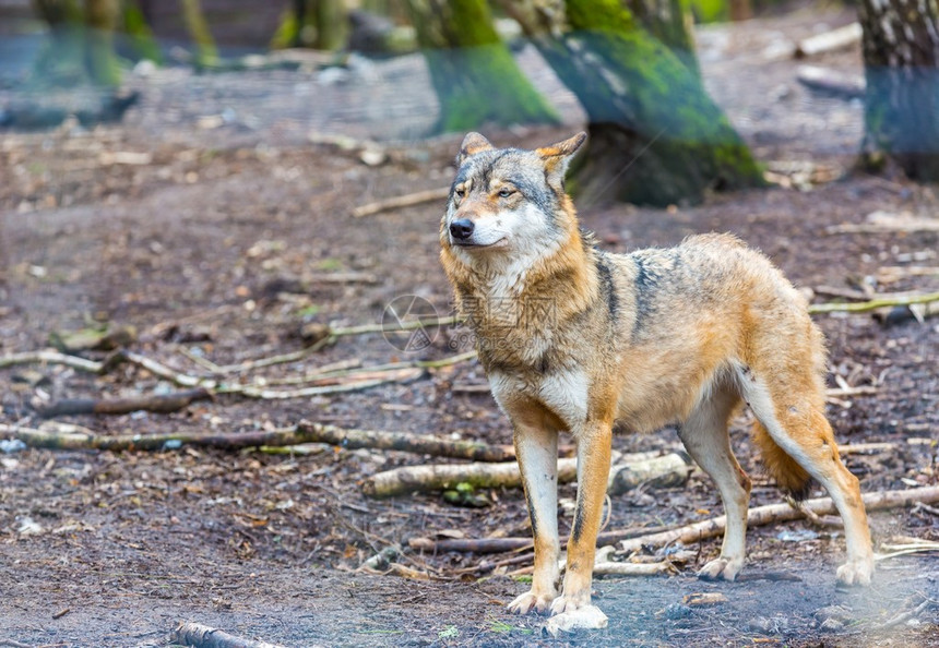 在动物园拍到的欧洲灰狼图片