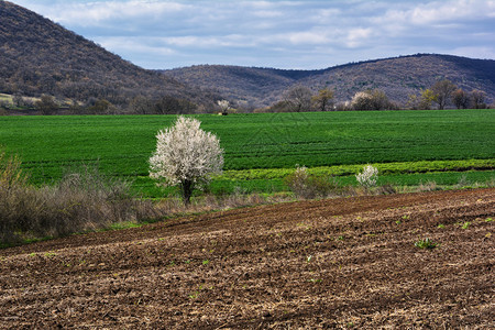 春天的风景与犁过的田野图片