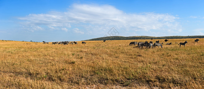 MasaiMara的Zeb高清图片