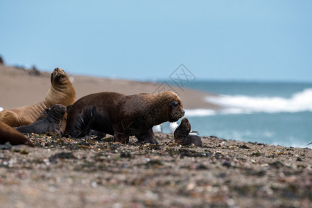 父亲和儿子小狗海狮在沙滩上的图片