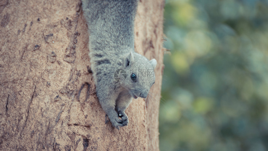 Squirrel是Sciuridae家族的成员图片