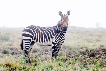 南非克拉多克Cradock附近Zebra山公园山丘的迷图片