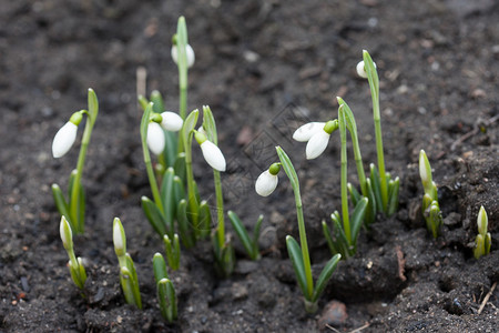 白色的雪花莲是地上的第一朵花图片