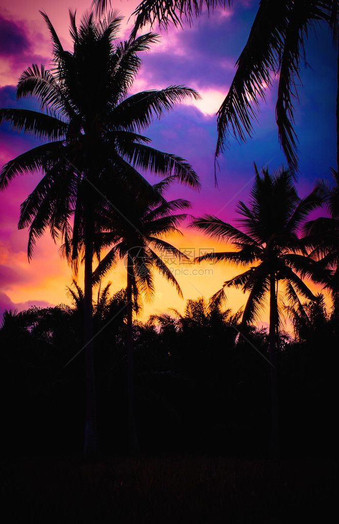黄昏时的椰子棕榈树图片