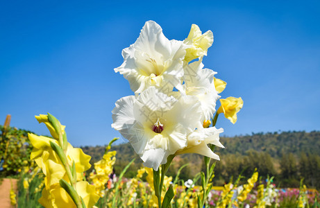 白百合花背景图片